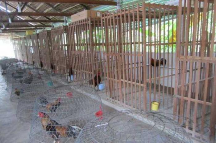 Hướng dẫn làm chuồng gà nhanh và đơn giản 