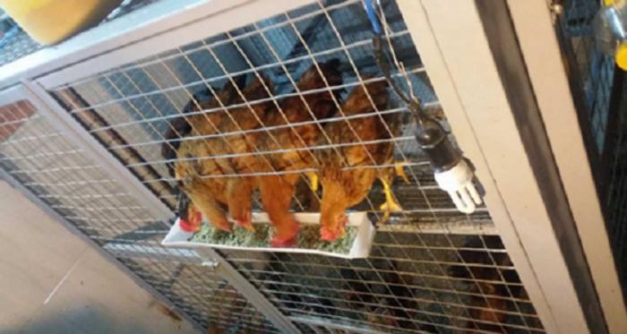 Hướng dẫn làm chuồng gà nhanh và đơn giản 