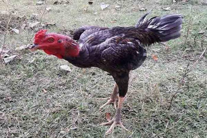 Thuốc bổ cho gà chọi cực HOT mà gà trống nào cũng cần 120228519