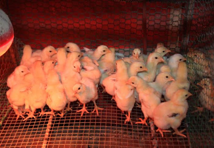 Khám phá kỹ thuật nuôi gà chọi chuẩn nhất 