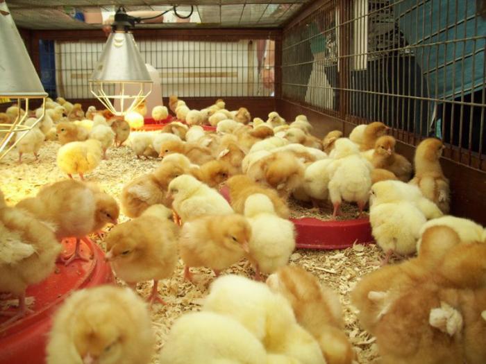 Khám phá kỹ thuật nuôi gà chọi chuẩn nhất 
