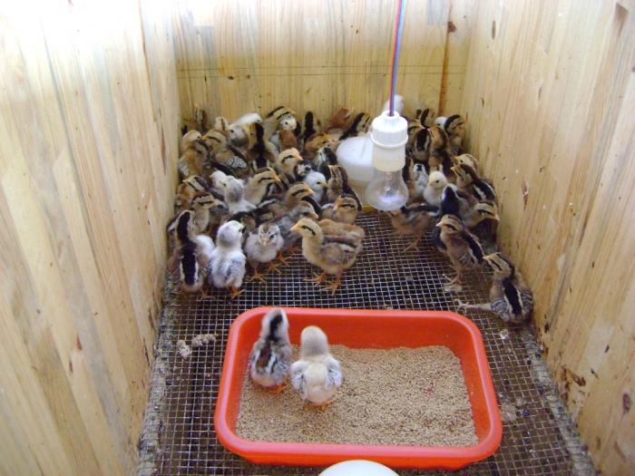 Khám phá kỹ thuật nuôi gà chọi chuẩn nhất 