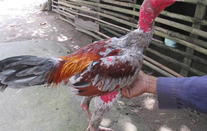 Hướng dẫn cách kích thích lông gà tốt nhất