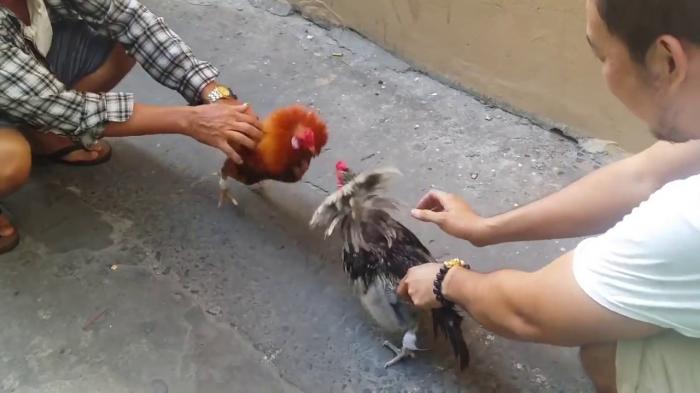 Đá gà tre là gì? Cách chọn gà tre ngon?