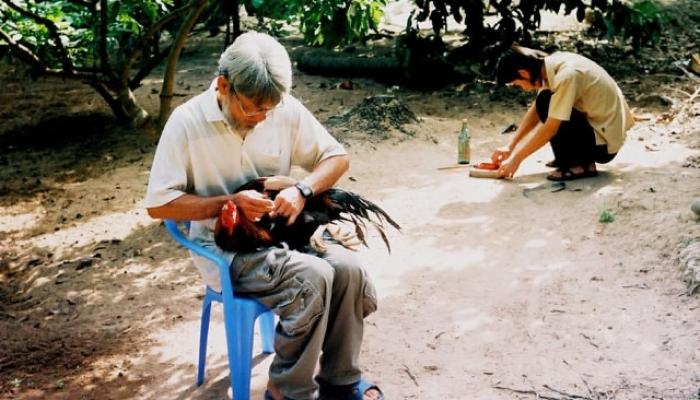 Cách bôi tinh bột nghệ cho gà chọi siêu khỏe 2007059943