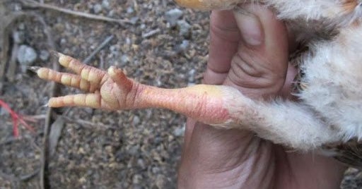 Cách chữa gà bị khô chân teo như thế nào?