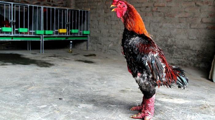 Gà đông lạnh là gì? Cách nuôi gà đông tảo cụ thể như thế nào?