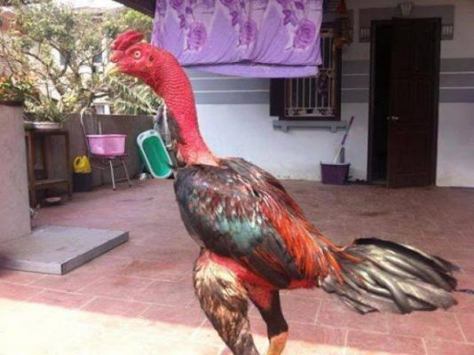 Gà tía là gì? Gà tía nên chọn gà màu gì