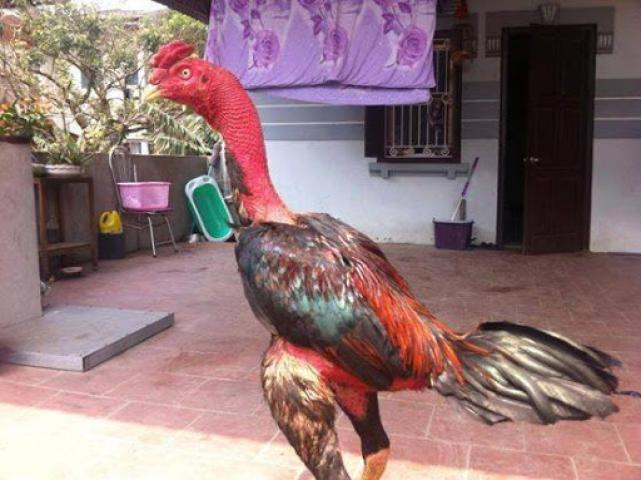 Gà tía là gì? Gà tía nên chọn gà màu gì