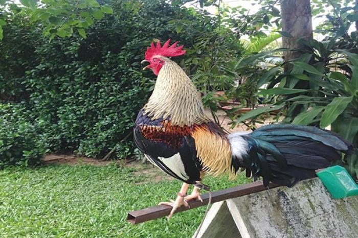 Gà tre là gì? Tìm hiểu về đặc điểm của gà tre