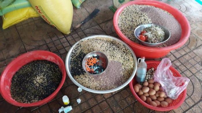 Trả lời câu hỏi có nên nuôi cám cho gà chọi hay không