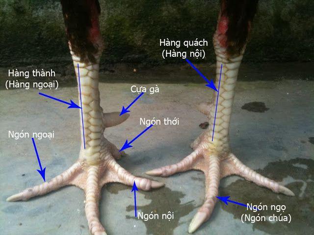 Hướng dẫn cách xem chân gà chính xác nhất