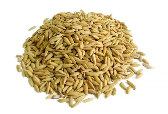Khám phá 10 thức ăn tốt nhất cho gà