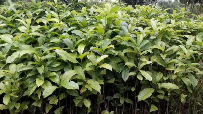 Nằm mơ thấy cây là điềm tốt hay xấu, nên đánh con số nào?  358901553
