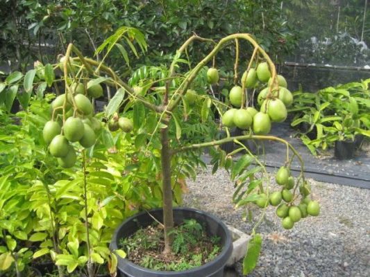 Nằm mơ thấy cây cóc và các con số liên quan 595251472
