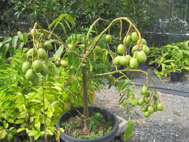 Nằm mơ thấy cây cóc và các con số liên quan