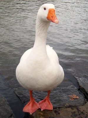 Nằm mơ thấy con ngỗng đánh con ngỗng lớn có mang lại may mắn không?