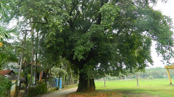 Nằm mơ thấy đại bàng cải thiện vận may có ý nghĩa gì?