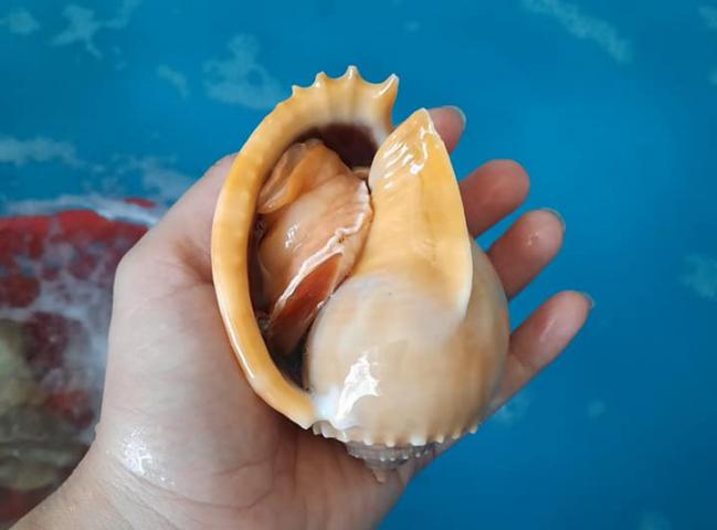 Nằm mơ thấy ốc tỏi đánh con gì lớn?  1246221874