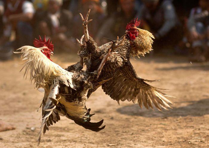 Cho gà chọi uống thuốc / thức ăn gì để mau hồi phục?
