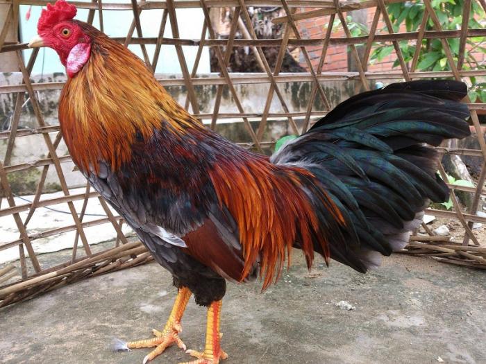 Trả lời câu hỏi cho gà ăn gì trước khi chọi?