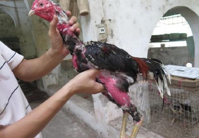 Hướng dẫn cách chữa gà bị ngã gió nhanh chóng 498158405