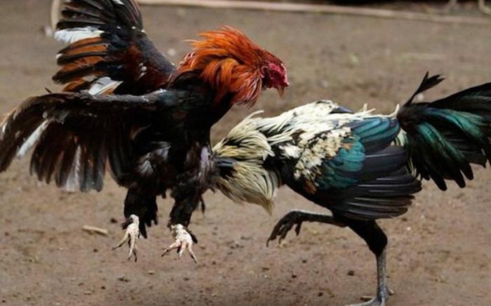 Những quy tắc ăn bám trong chọi gà mà những chú gián cần biết