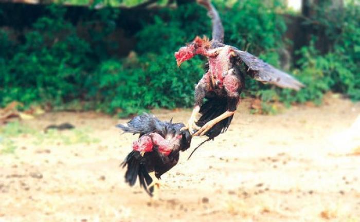 Những quy tắc ăn bám trong chọi gà mà những chú gián cần biết