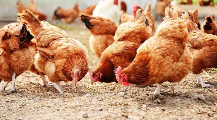 Làm sao để điều trị sùi mào gà dứt điểm và nhanh chóng?