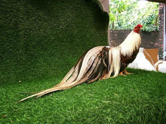 Khám phá cách chăm sóc lông gà mượt mà hiệu quả 