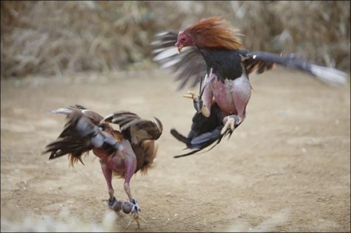 Tìm hiểu thêm về gà chọi Thái có kiệu