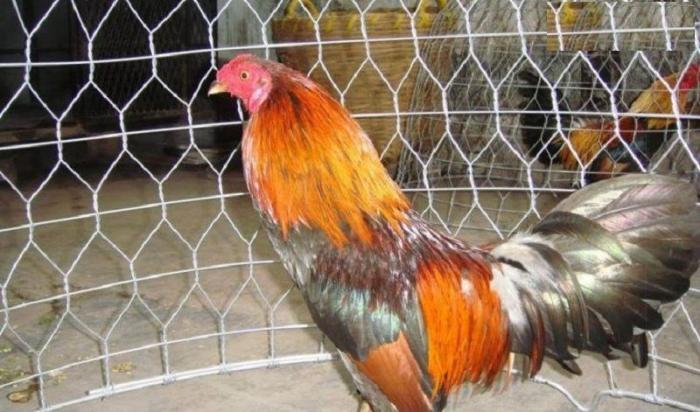 Giải đáp cách chữa gà bị tái mặt? 