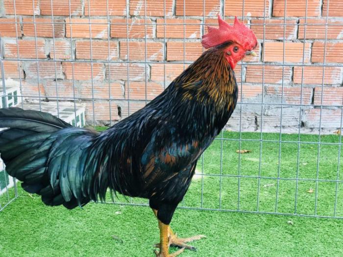 Giải đáp cách chữa gà bị tái mặt? 