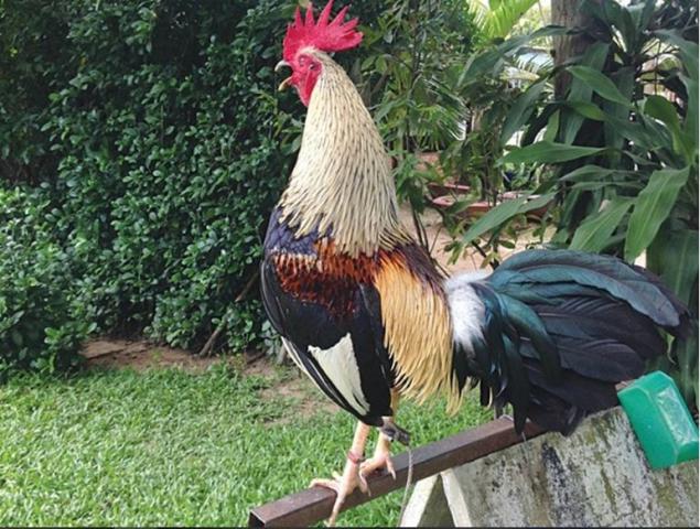 Thông tin thú vị về chọi gà Thái Lan