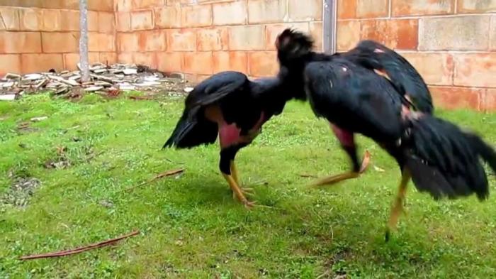 Thông tin thú vị về chọi gà Thái Lan