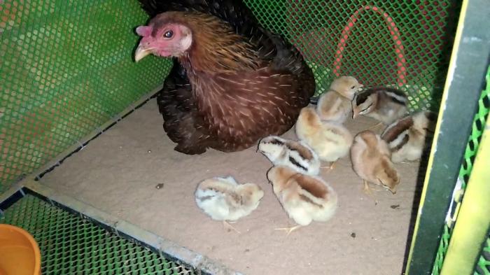Làm thế nào để làm một chuồng gà?