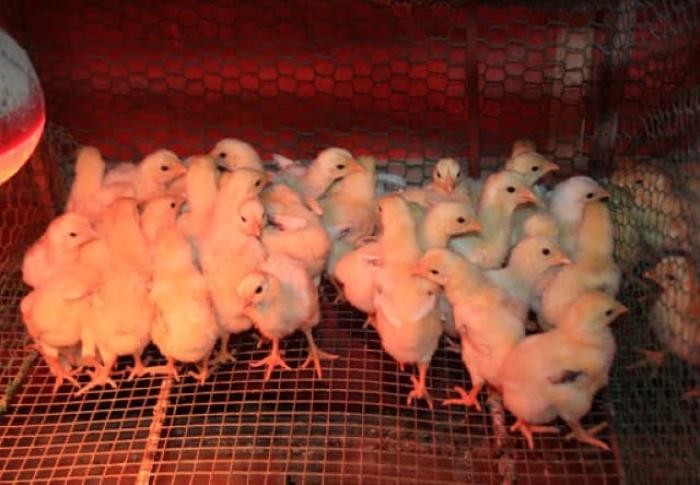 Làm thế nào để làm một chuồng gà?