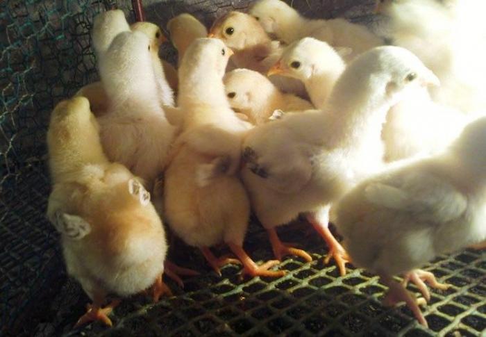 Làm thế nào để làm một chuồng gà?