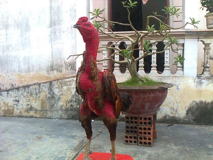 Tổng hợp các cách tỉa lông cho gà chọi hiệu quả 