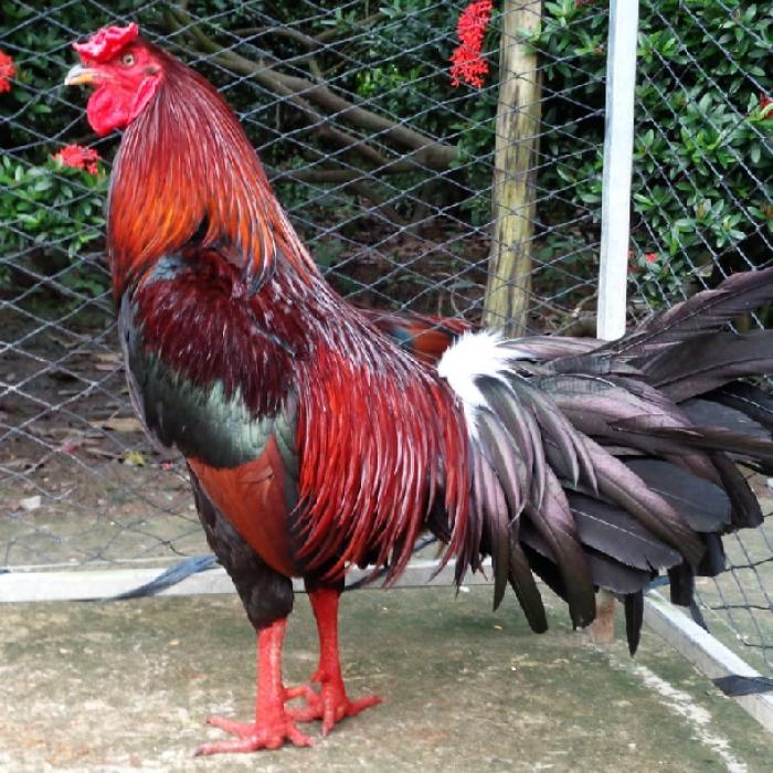 Tổng hợp các cách tỉa lông cho gà chọi hiệu quả 