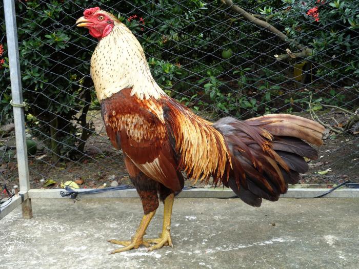 Cách khắc phục nhanh gà đá không ăn? 1900982428