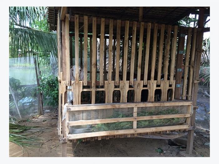 Hướng dẫn cách làm chuồng gà tre chuẩn nhất