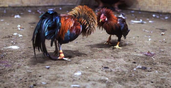 Thông tin thú vị về chọi gà trực tiếp 999