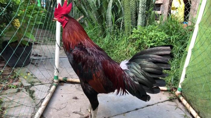 Khám phá top 10 tướng trong biệt ngữ hiếm