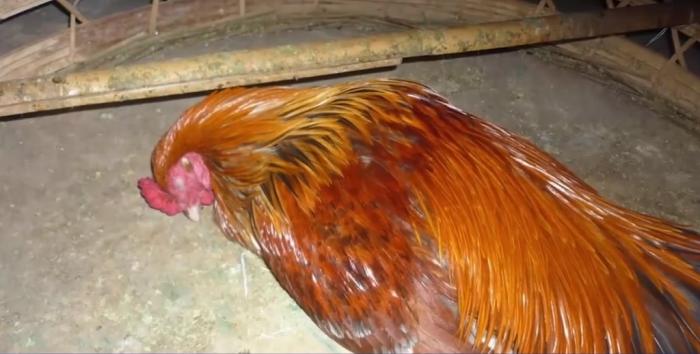 Khám phá top 10 tướng trong biệt ngữ hiếm