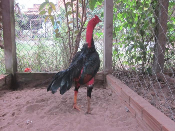 Khám phá top 10 vị tướng trong biệt ngữ quý hiếm