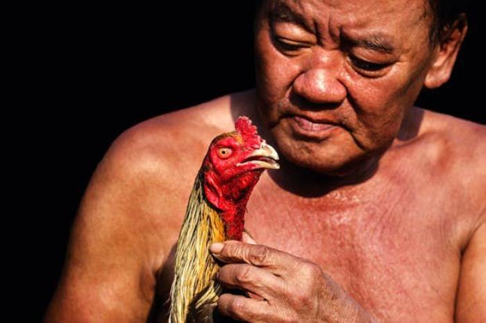 Hé lộ cách nuôi gà chọi pin siêu khủng