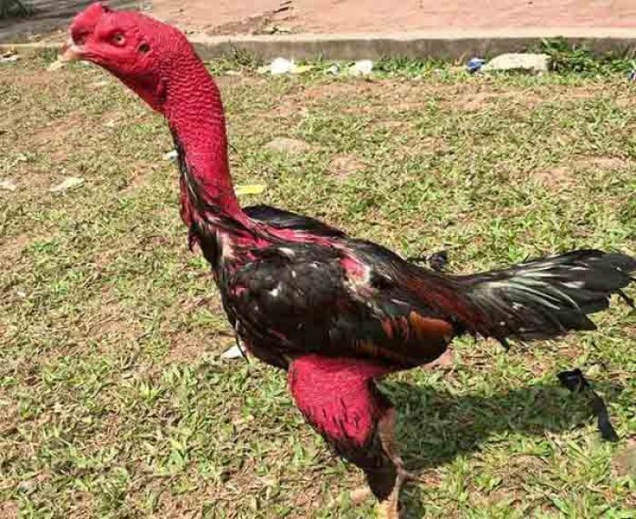 Hé lộ cách nuôi gà chọi pin siêu khủng