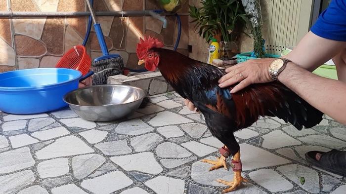 Hé lộ cách nuôi gà chọi pin siêu khủng