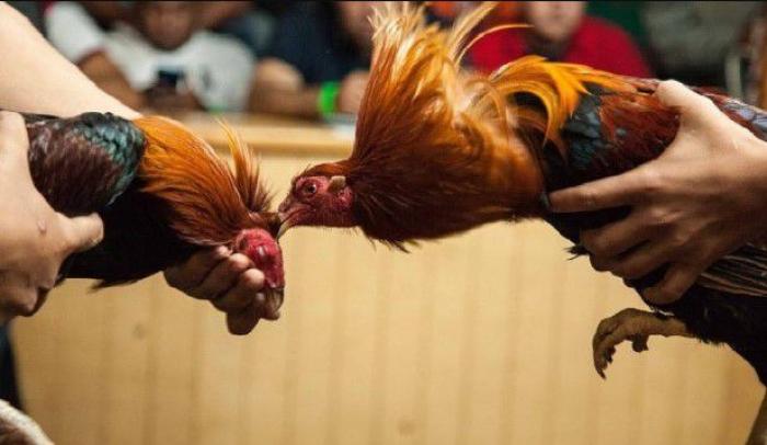 Đá gián là gì? Nên hay không cho gà dùng thuốc diệt gián?